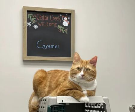 Cedar Creek Veterinary Clinic