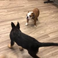 New Haven Pet Hospital ico
