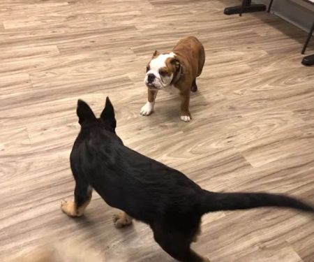 New Haven Pet Hospital