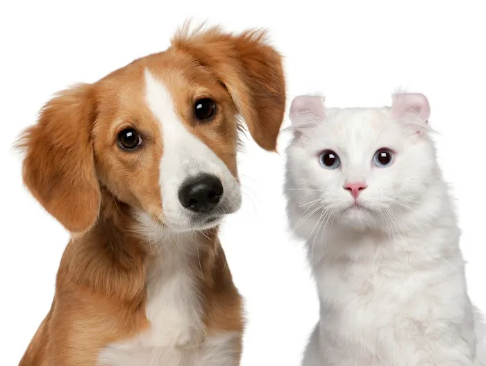 St Joe Center Veterinary Hospital Picture 7