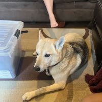 St Joe Center Veterinary Hospital ico