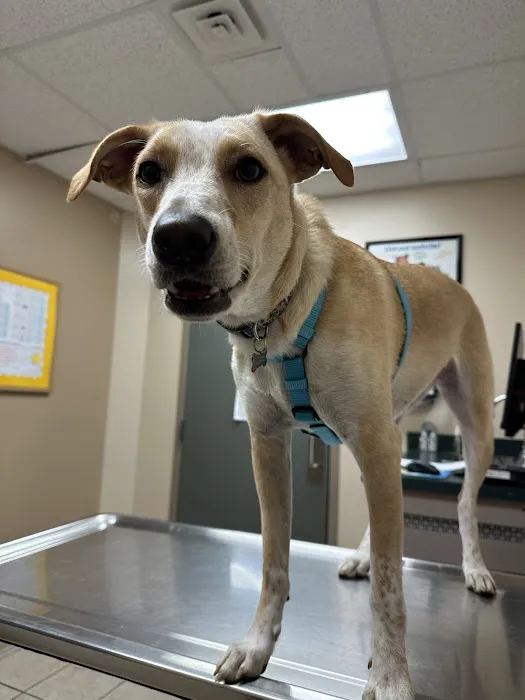 St Joe Center Veterinary Hospital Picture 5