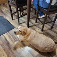 Northeast Indiana Veterinary Emergency & Specialty Hospital ico