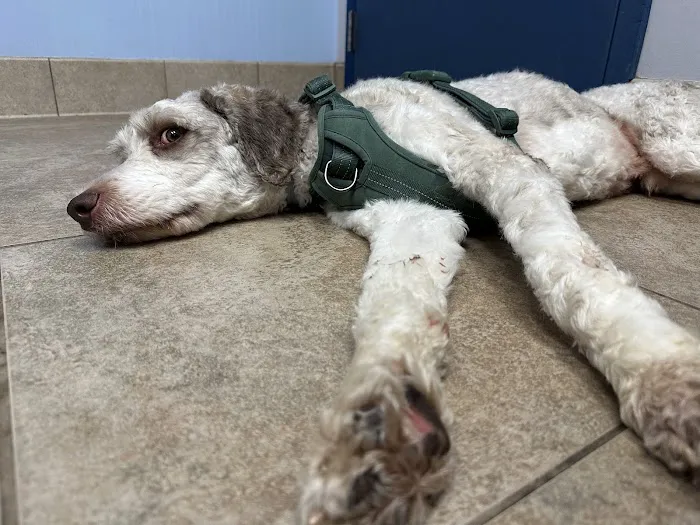 Northeast Indiana Veterinary Emergency & Specialty Hospital Picture 3