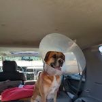 East State Veterinary Clinic: Dziak Kelly J DVM