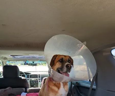East State Veterinary Clinic: Dziak Kelly J DVM