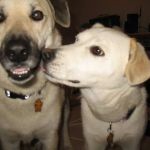 East State Veterinary Clinic: Braun Angela M DVM