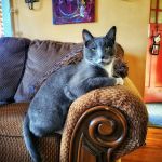 East State Veterinary Clinic