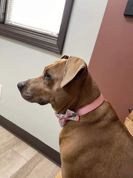 East State Veterinary Clinic Picture 3