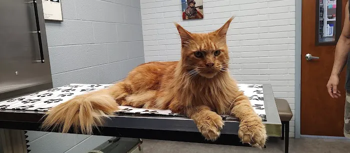 Fountain City Veterinary Hospital Picture 5