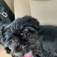 Archbold Animal Hospital ico
