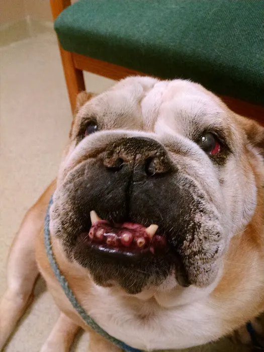Napoleon Veterinary Clinic Inc Picture 9