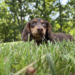 Napoleon Veterinary Clinic Inc