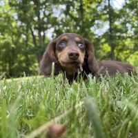 Napoleon Veterinary Clinic Inc ico