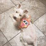 Bryan Area Animal Hospital