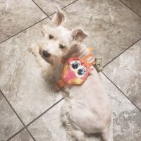 Bryan Area Animal Hospital ico