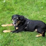 Pondview Veterinary Clinic