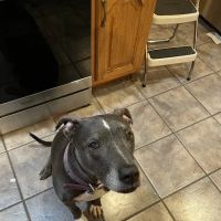 Jefferson Veterinary Clinic ico