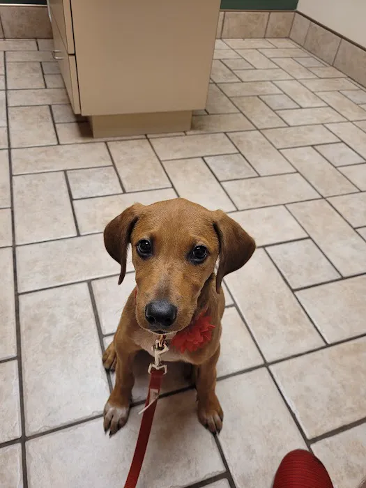 Dupont Veterinary Clinic Picture 5