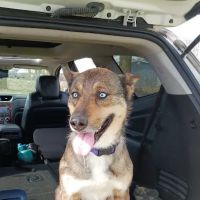 Swiss City Veterinary Clinic PC ico