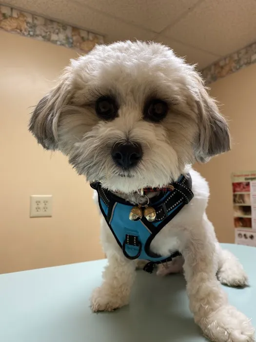 Smith Veterinary Hospital Picture 10