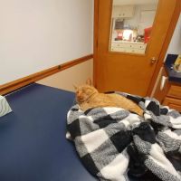 Redkey Veterinary Clinic ico