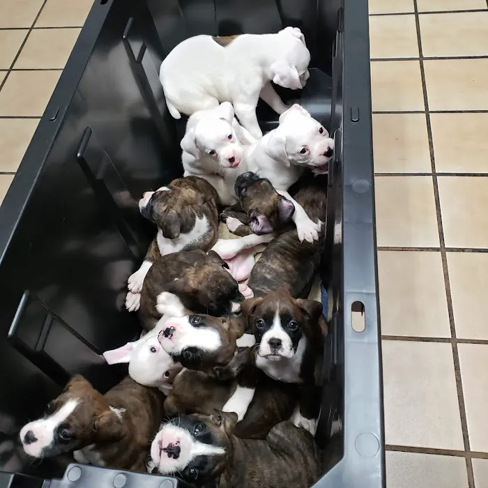 Palmetto Animal Hospital Picture 4