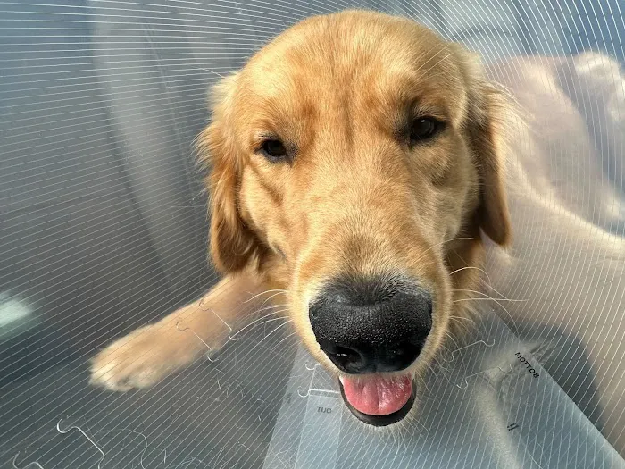 Palmetto Animal Hospital Picture 1
