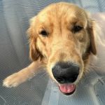 Palmetto Animal Hospital