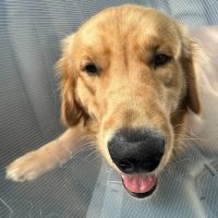Palmetto Animal Hospital ico