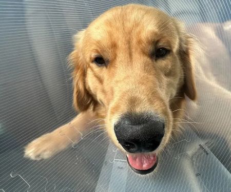 Palmetto Animal Hospital