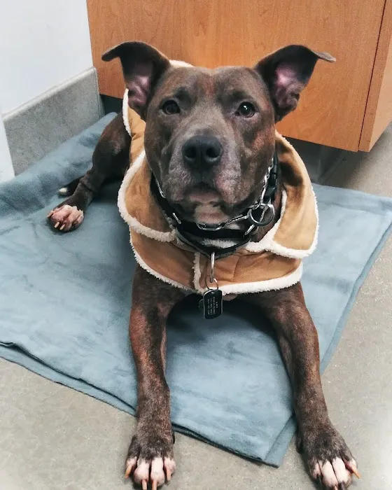 Palmetto Animal Hospital Picture 5