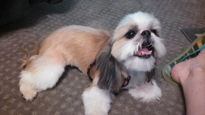 Palmetto Animal Hospital Picture 2