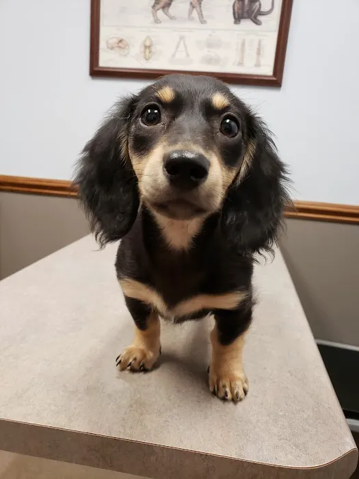 Powdersville Animal Hospital Picture 6