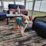 Powdersville Animal Hospital
