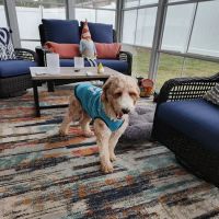 Powdersville Animal Hospital ico