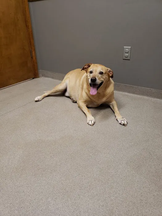 Powdersville Animal Hospital Picture 9