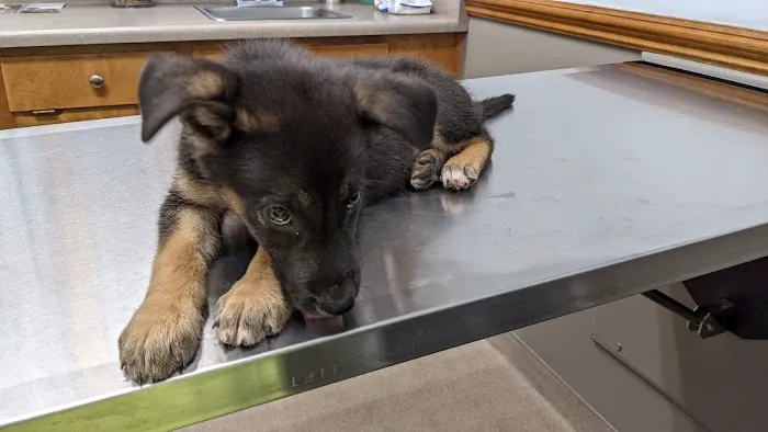Powdersville Animal Hospital Picture 8