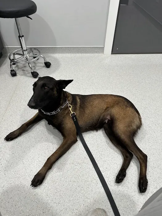 Powdersville Animal Hospital Picture 10