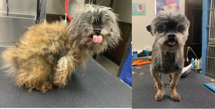 Forest Acres Animal Hospital Picture 7