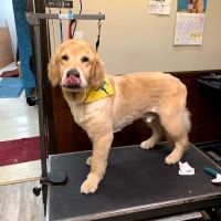 Forest Acres Animal Hospital ico