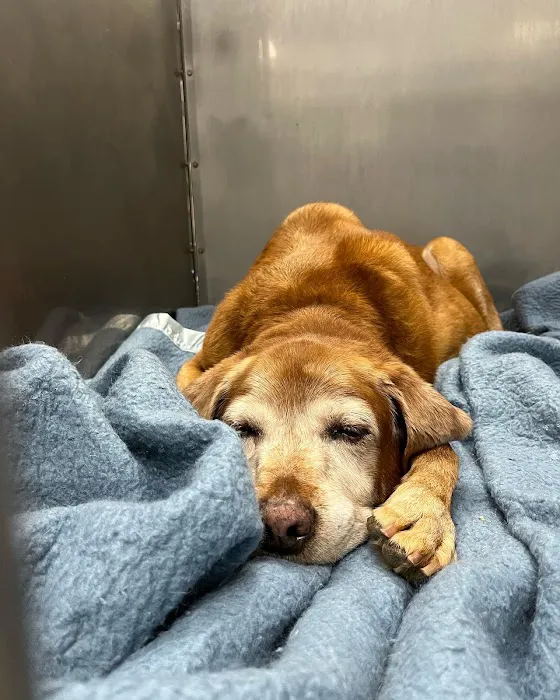 Forest Acres Animal Hospital Picture 3