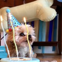 Four Paws Animal Clinic ico