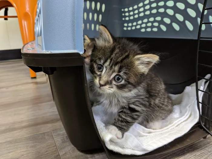 Griffin Animal Hospital Picture 4