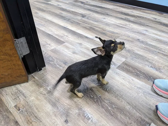 Griffin Animal Hospital Picture 6
