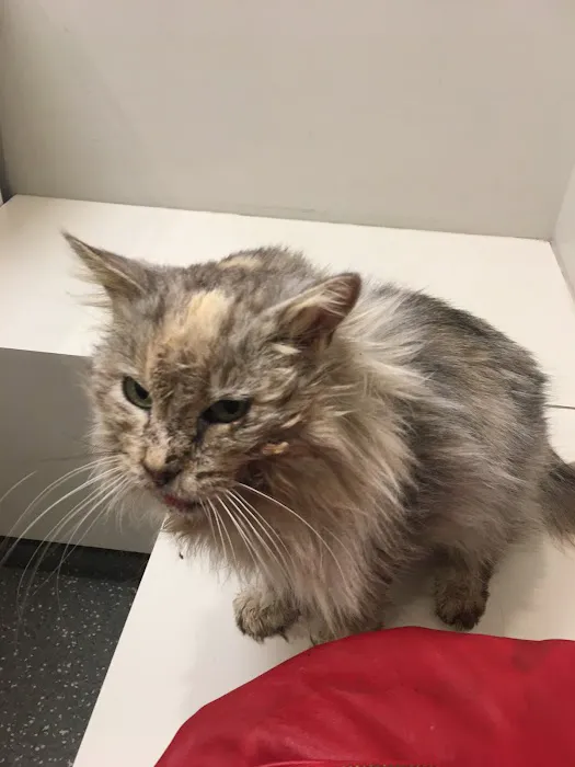 The Cat Clinic Picture 8