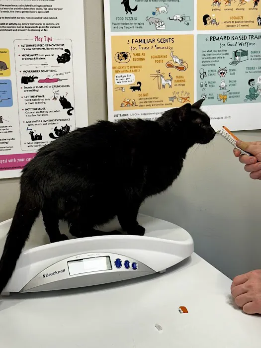 The Cat Clinic Picture 10