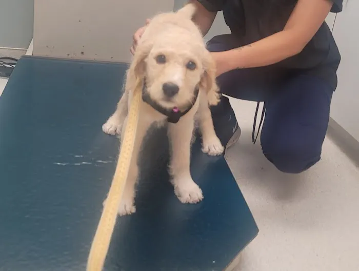 Fort Jackson Vet Clinic Picture 2