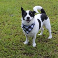 Banfield Pet Hospital ico