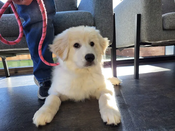 Capital Animal Hospital Picture 5